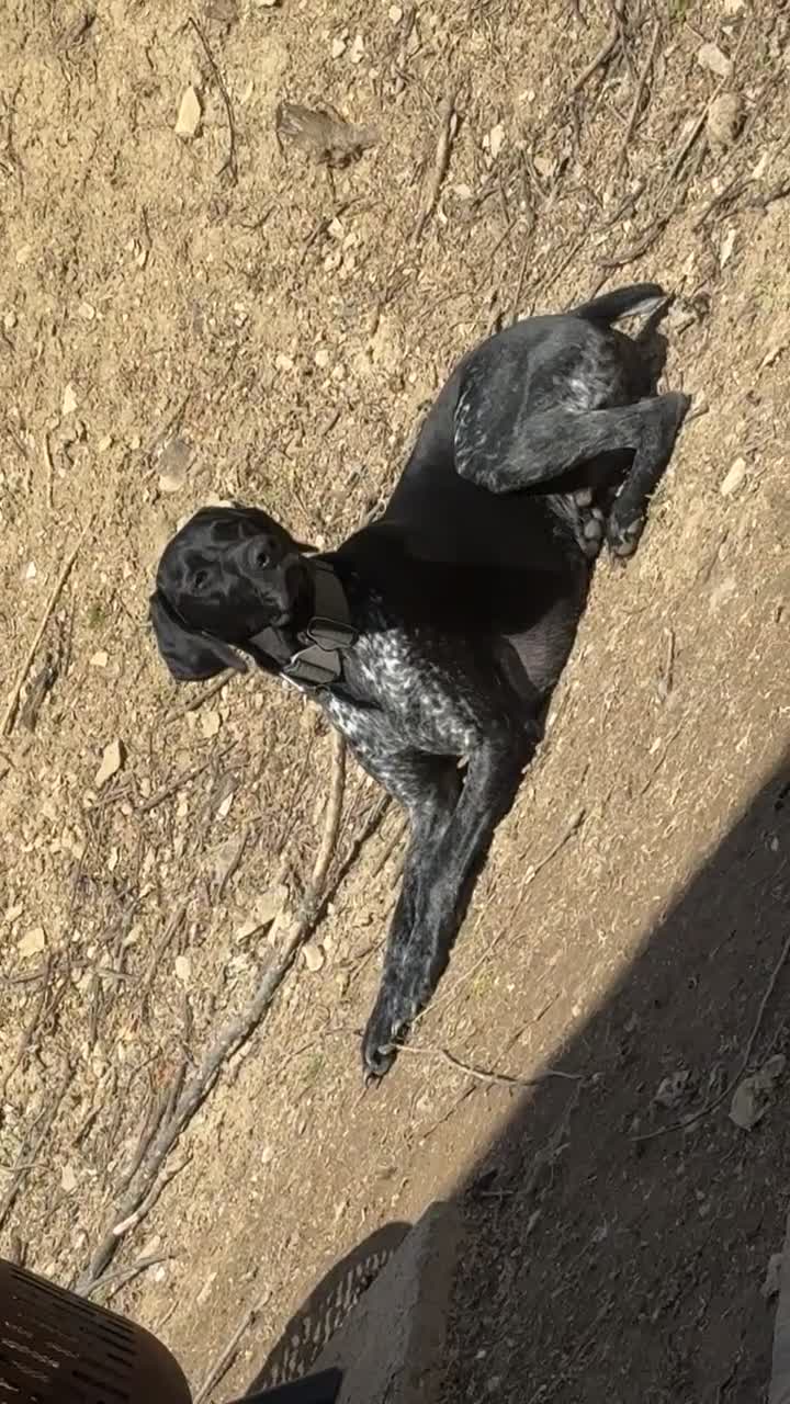 German Shorthaired Pointer dogs for sale: Muzzy aka Bear - Video 1