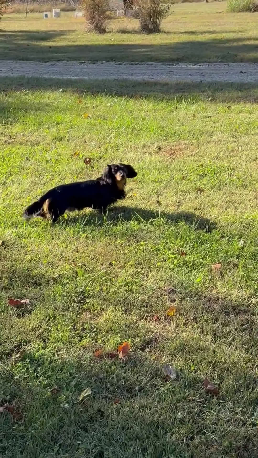 Miniature Dachshund dogs for sale: Miniature Dachshund Puppy 1 - Video 1