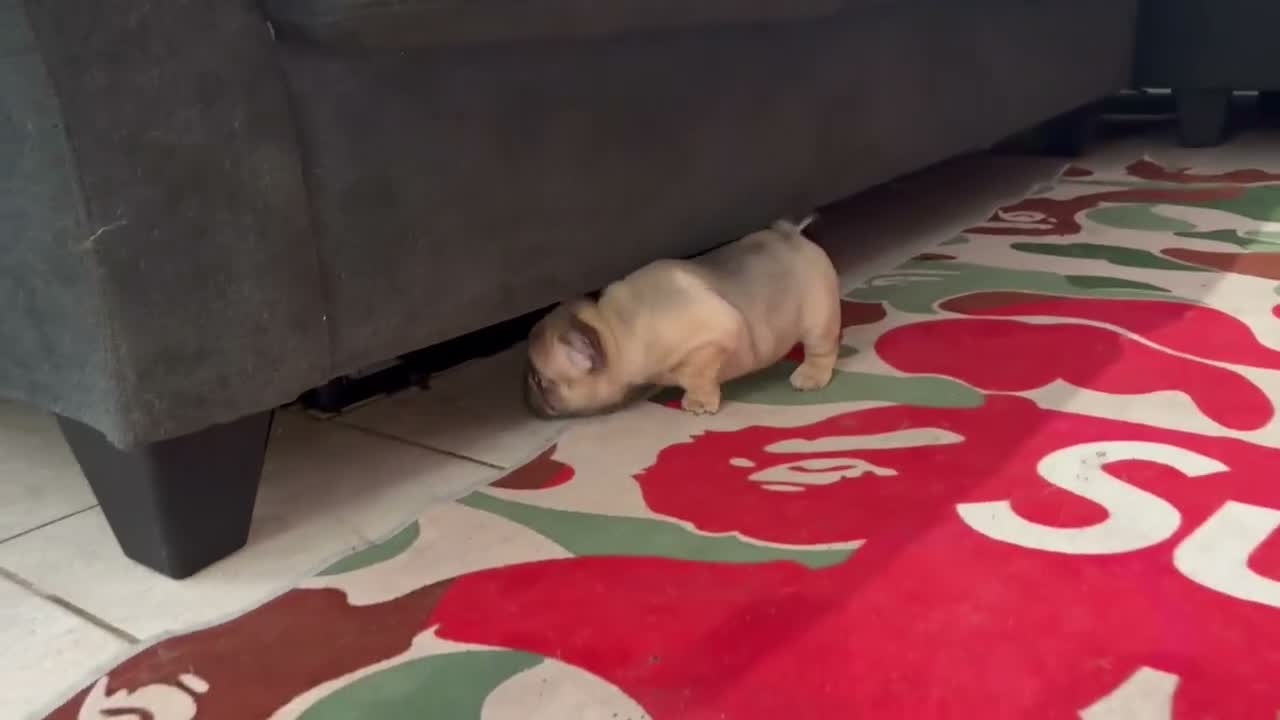 French Bulldog dogs for sale: French Bulldog 1 - Video 2