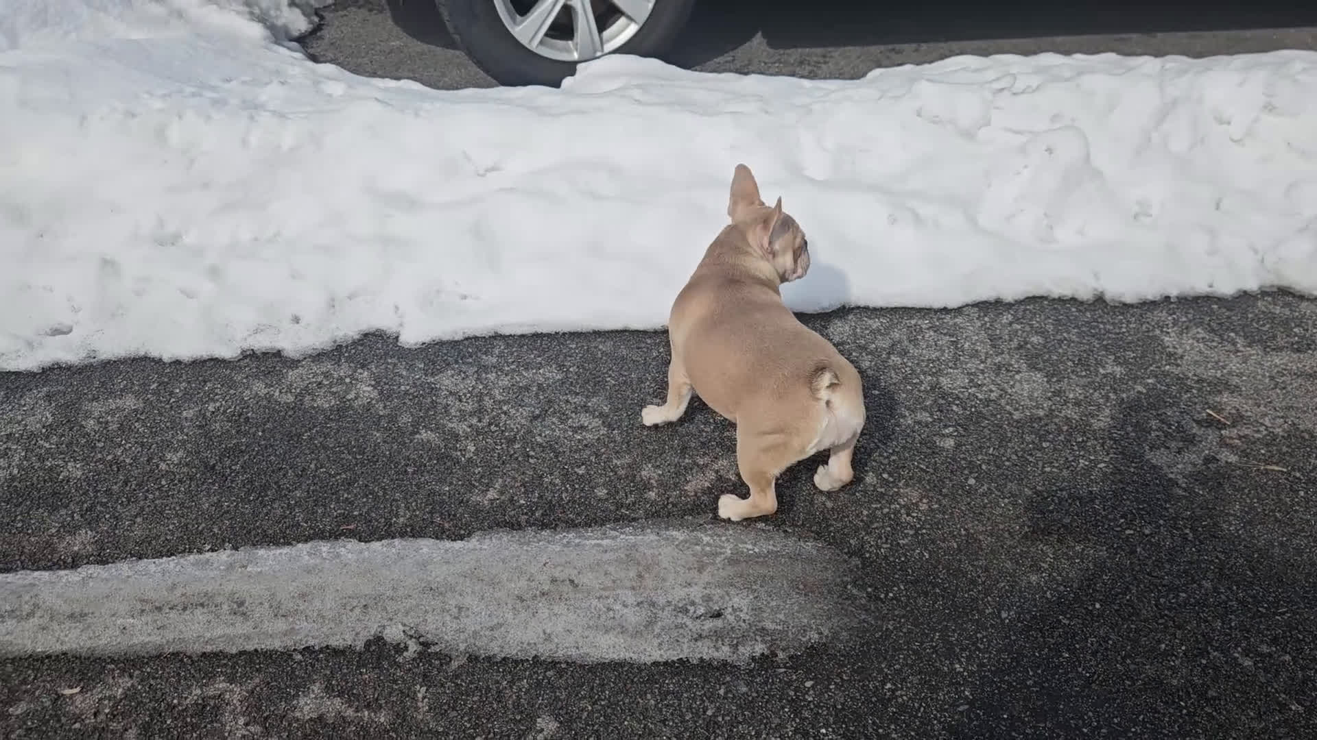 French Bulldog dogs for sale: French Bulldog Puppy 4 - Video 2