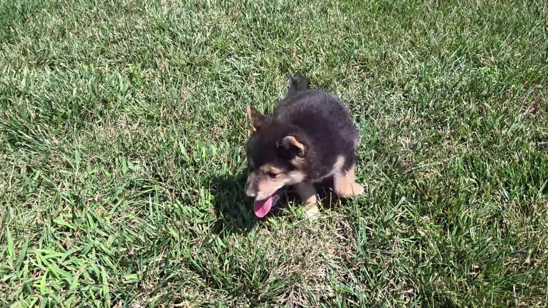 Shiba Inu dogs for sale: Randy - Video 1