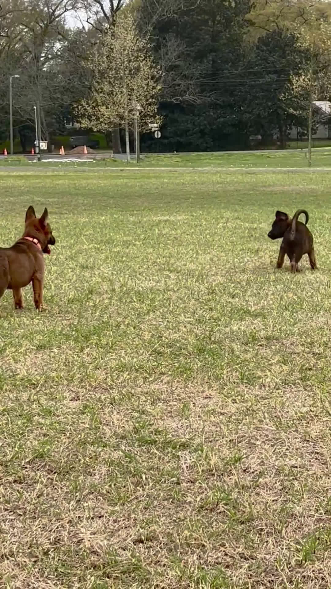 Mixed Breed dogs for sale: Mixed Breed Puppy 1 - Video 1