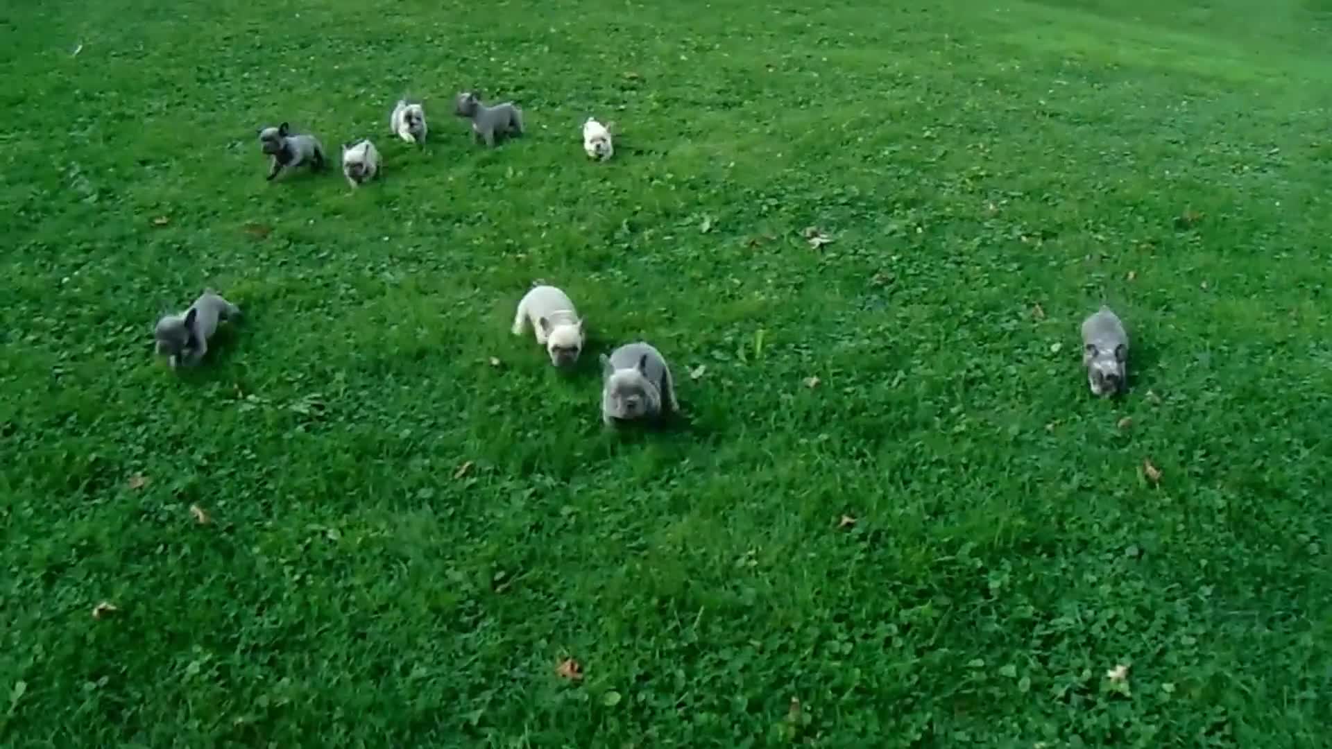 French Bulldog dogs for sale: Maggie - Video 2