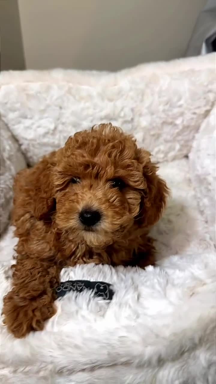 Toy Poodle dogs for sale: Biscuit  - Video 1