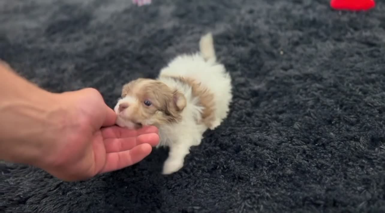 Havanese dogs for sale: Geno - Video 3