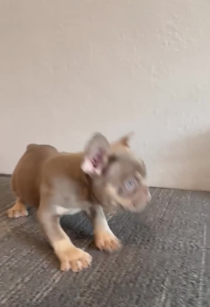 French Bulldog dogs for sale: CHUCKY - ISABELLA Fluffy Carrier in CALI, USA DELIVERY OPTIONS! - Video 2