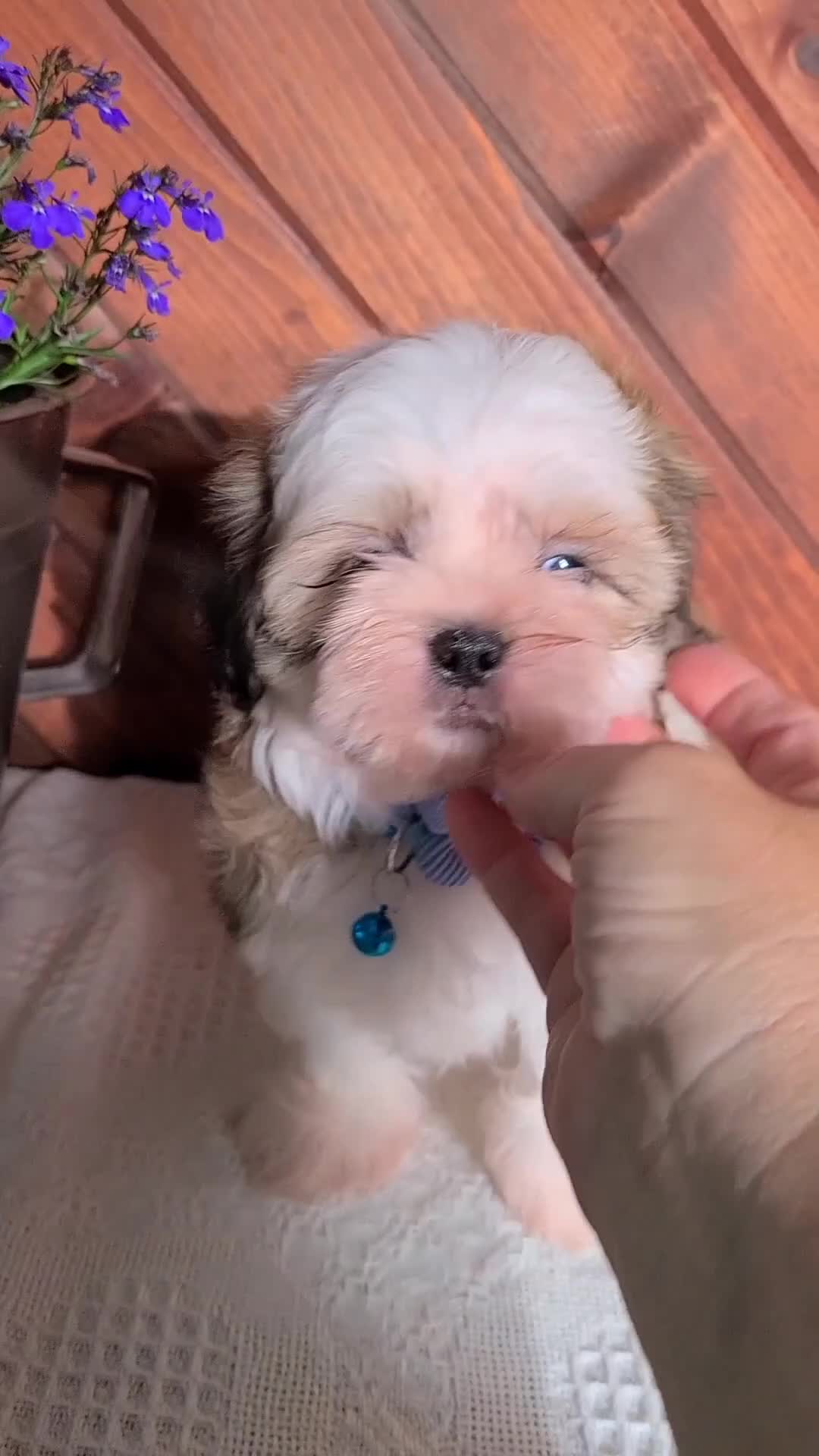 Shih Tzu dogs for sale: Jasper  - Video 1
