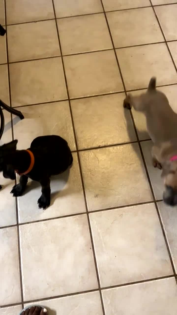 Cane Corso dogs for sale: Beyoncé  - Video 4