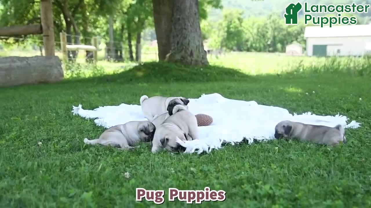 Pug dogs for sale: Teresa - Video 1