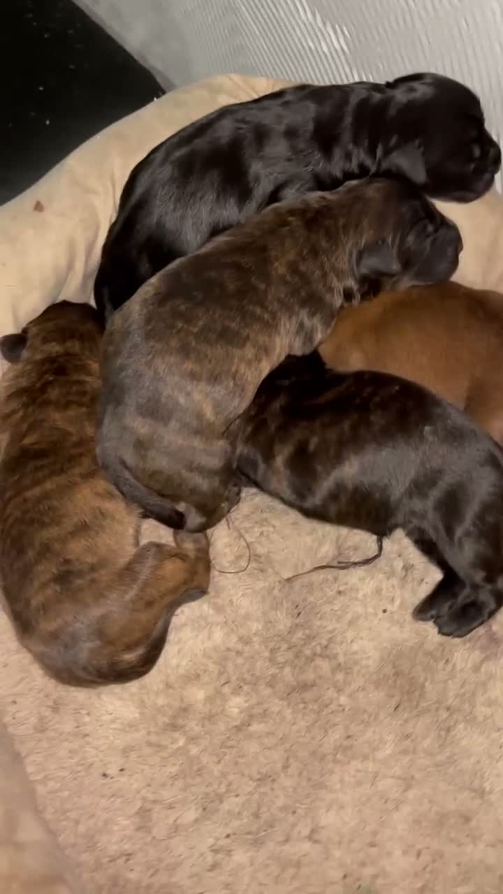 Mixed Breed dogs for sale: Mixed Breed 3 - Video 3