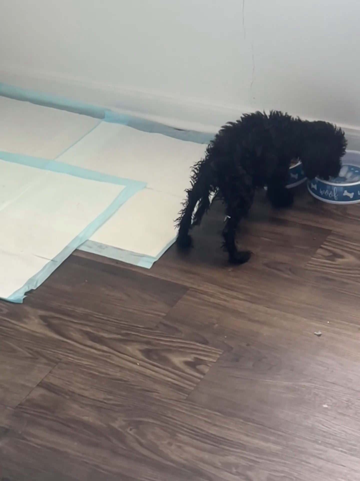 Mixed Breed dogs for sale: Mixed Breed Puppy 1 - Video 1