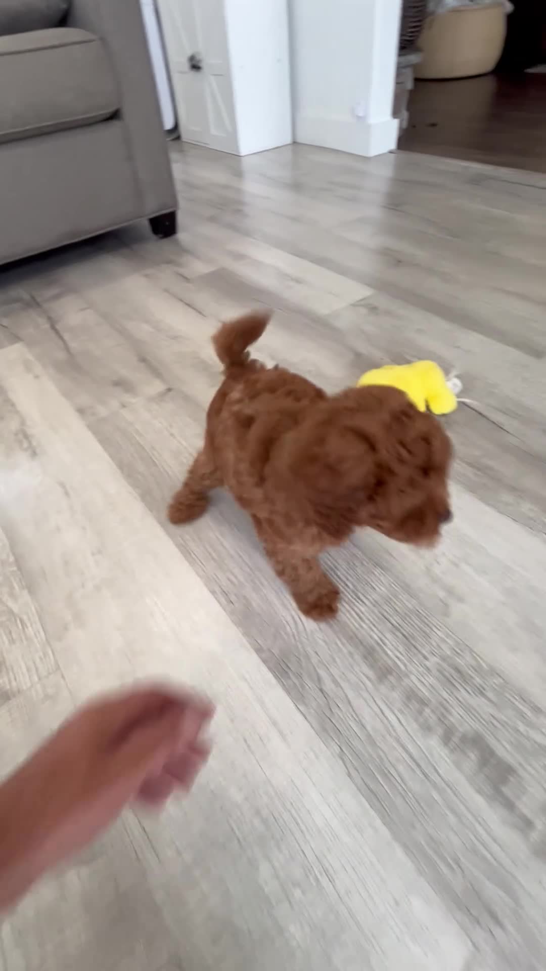 Cavapoo dogs for sale: Dixie  - Video 1