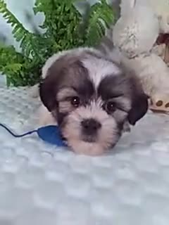 Shih Tzu dogs for sale: Cash - Video 1