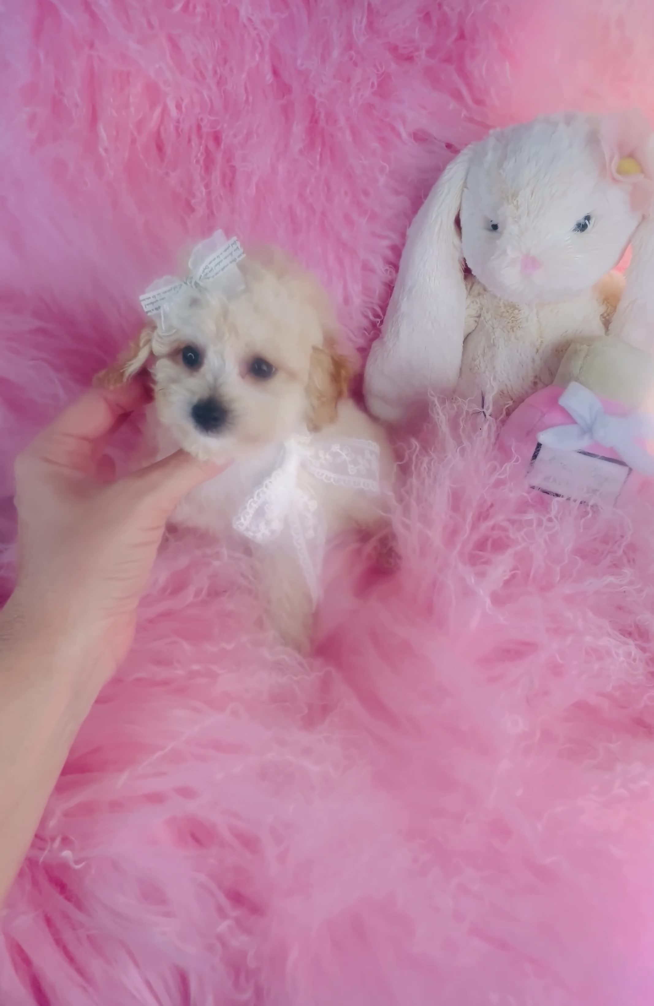 Toy Poodle dogs for sale: Teacup/Pocketbook Poodle 1 - Video 1