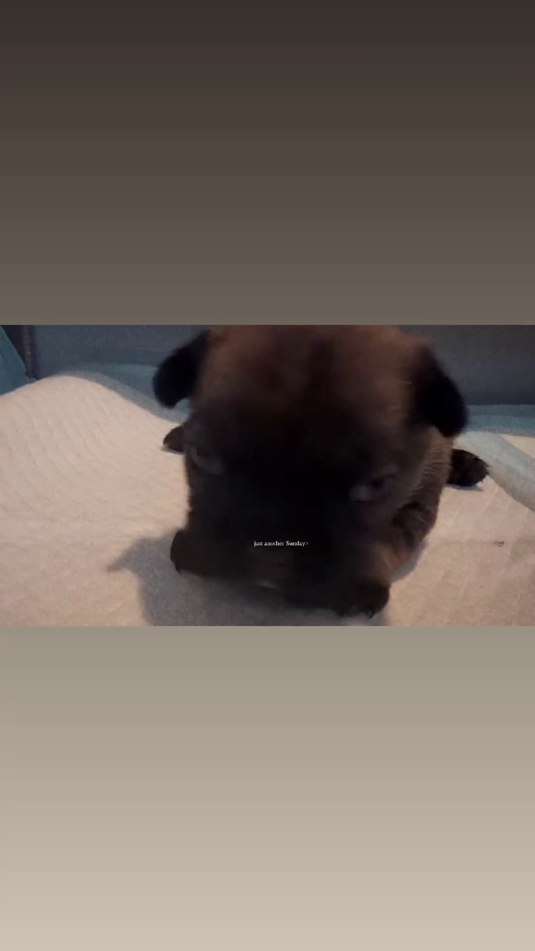 French Bulldog dogs for sale: French Bulldog Puppy 3 - Video 1