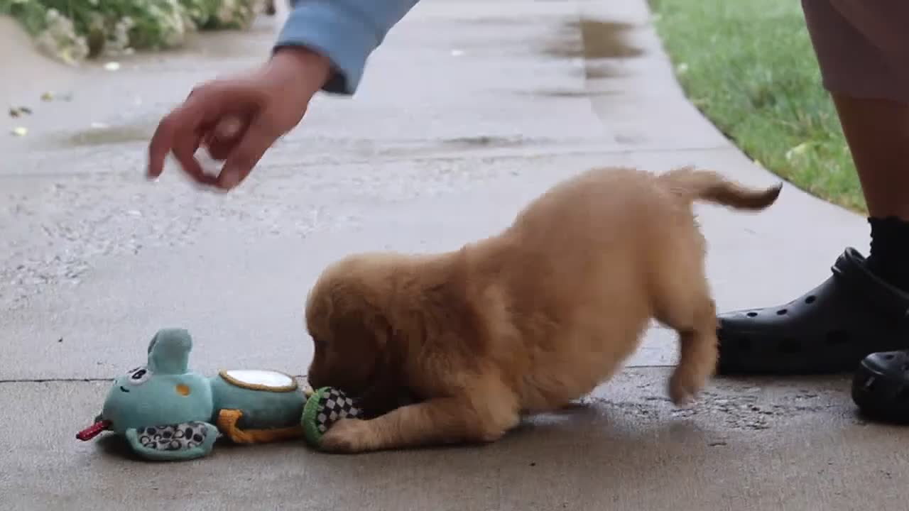 Golden Retriever dogs for sale: Indie - Video 1