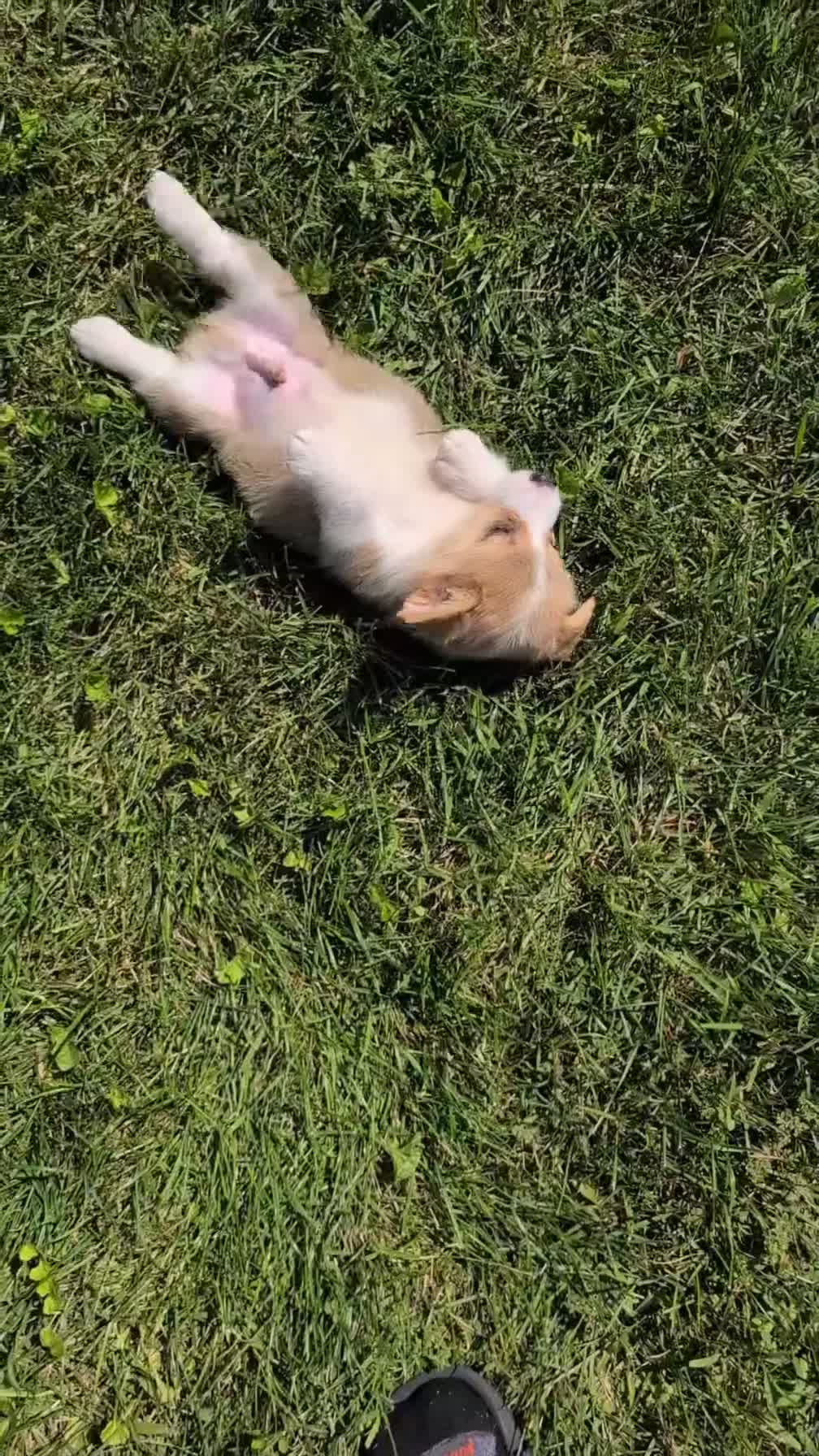 Welsh Corgi Pembroke dogs for sale: Nash - Video 1