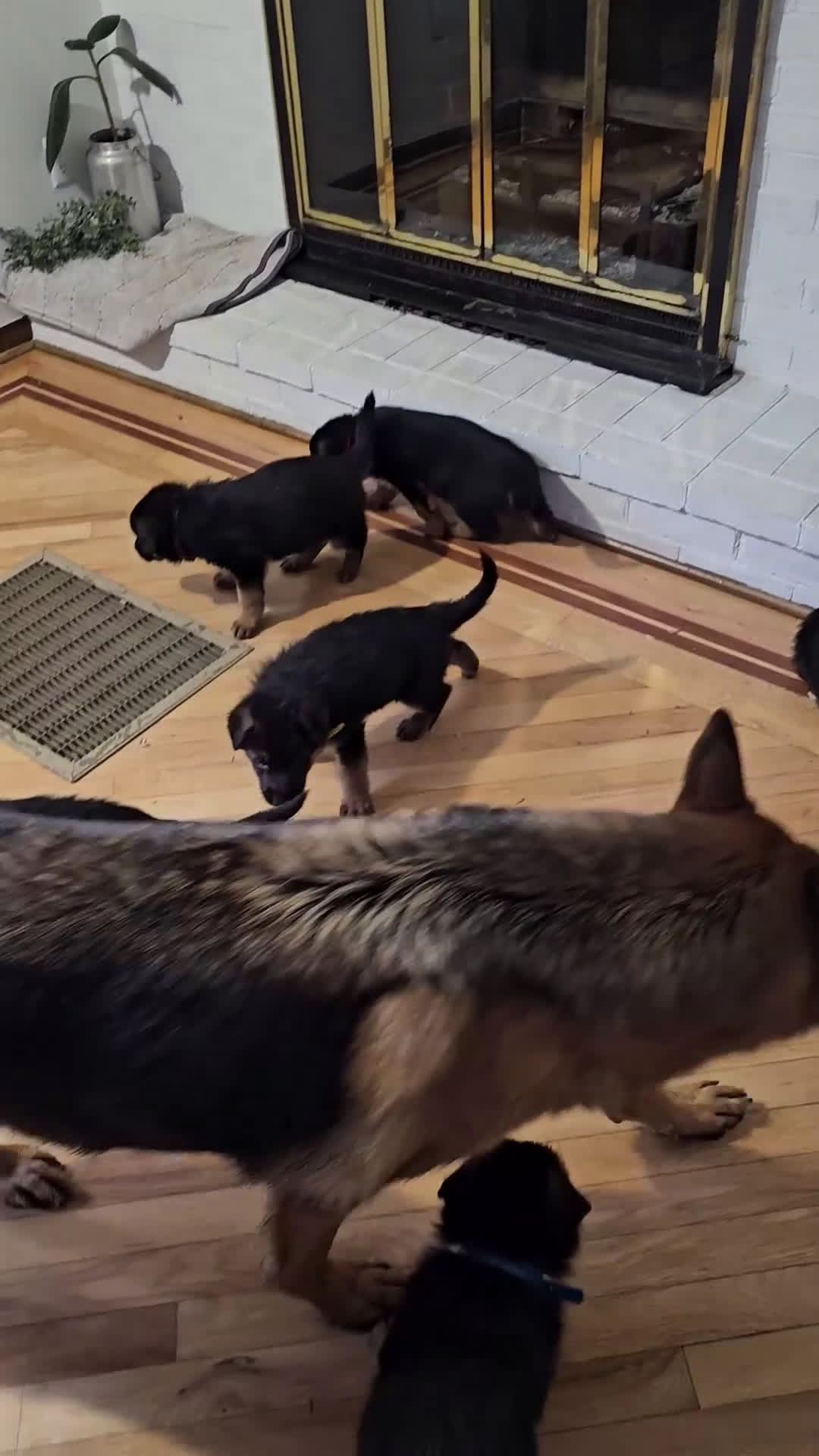 German Shepherd dogs for sale: Riley - Video 2