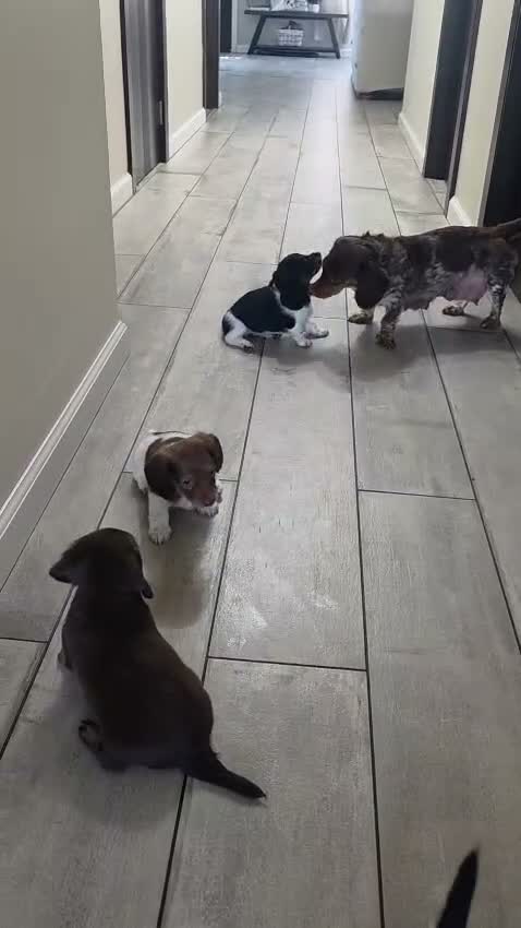 Miniature Dachshund dogs for sale: Coco - Video 2