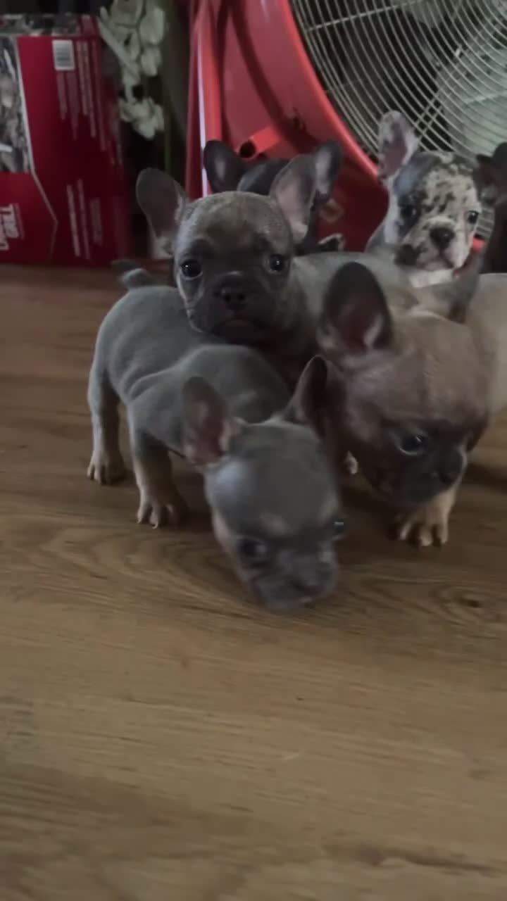 French Bulldog dogs for sale: French Bulldog 2 - Video 2