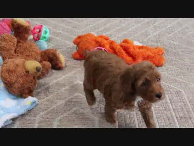 Mini Goldendoodle dogs for sale: Derbie - Video 1