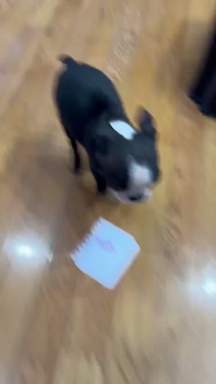Boston Terrier dogs for sale: Boston Terrier 3 - Video 1