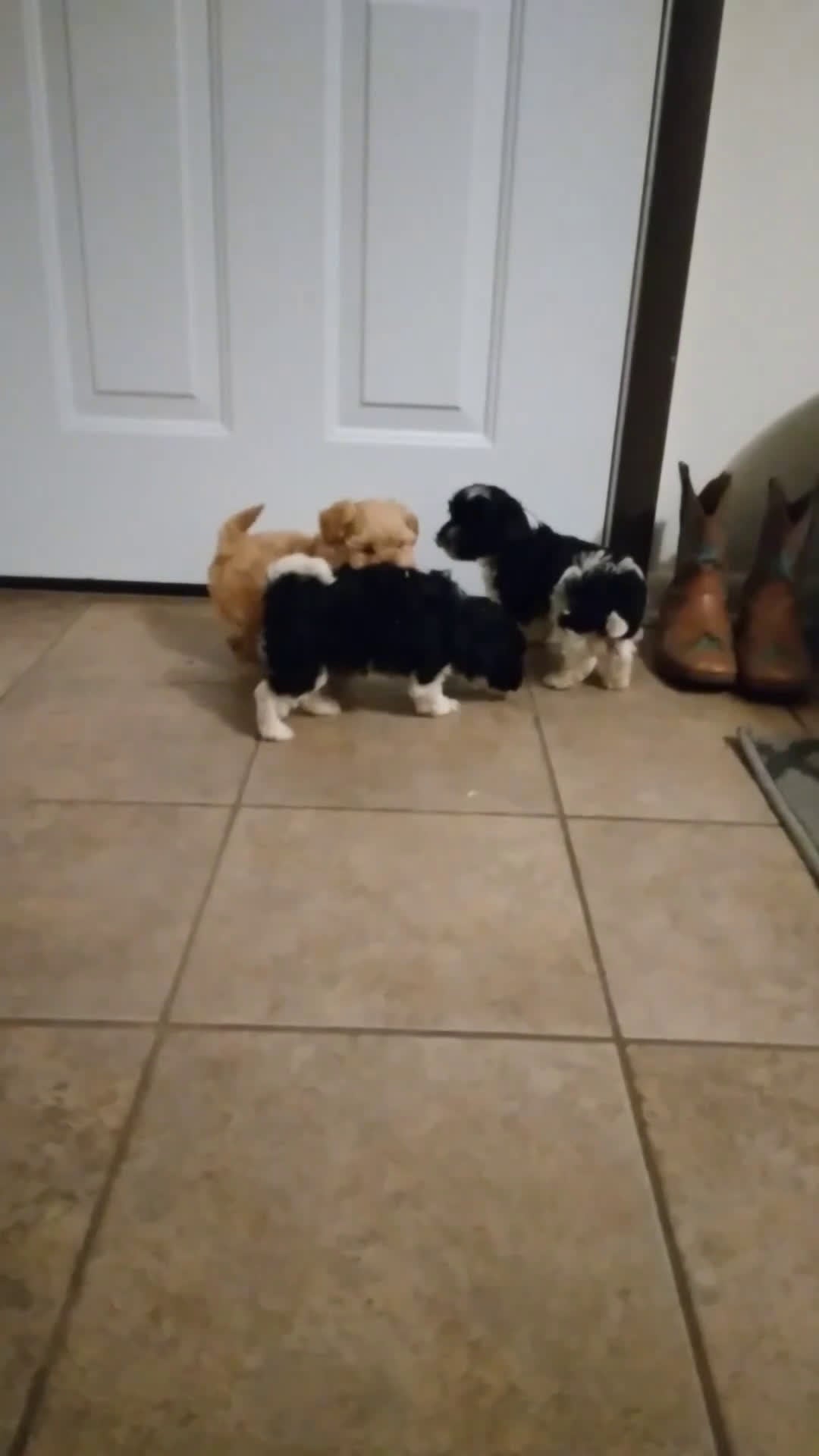 Shihpoo dogs for sale: Ace - Video 1