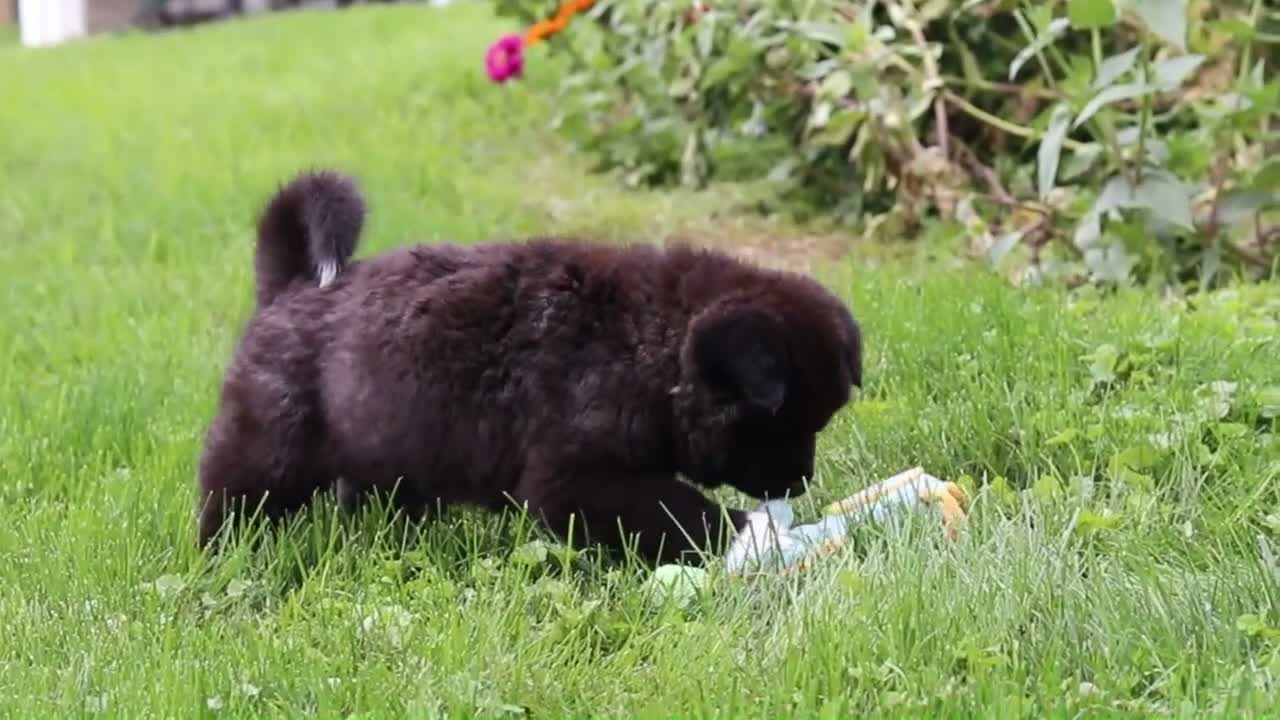 Akita dogs for sale: Nova - Video 3