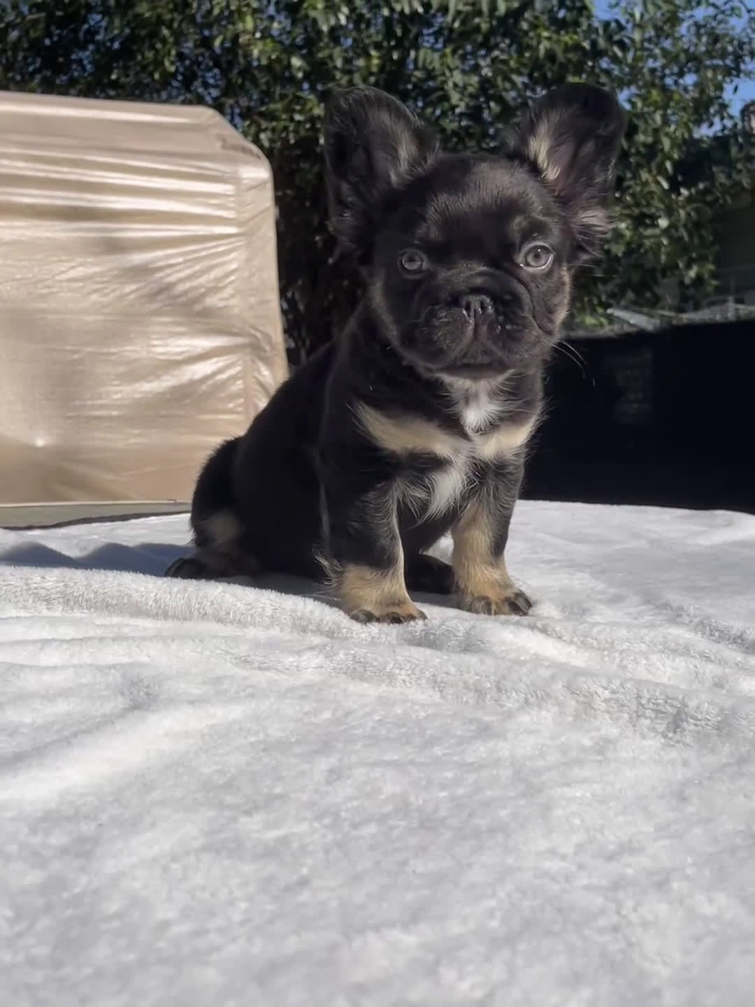 French Bulldog dogs for sale: Endo - Video 1