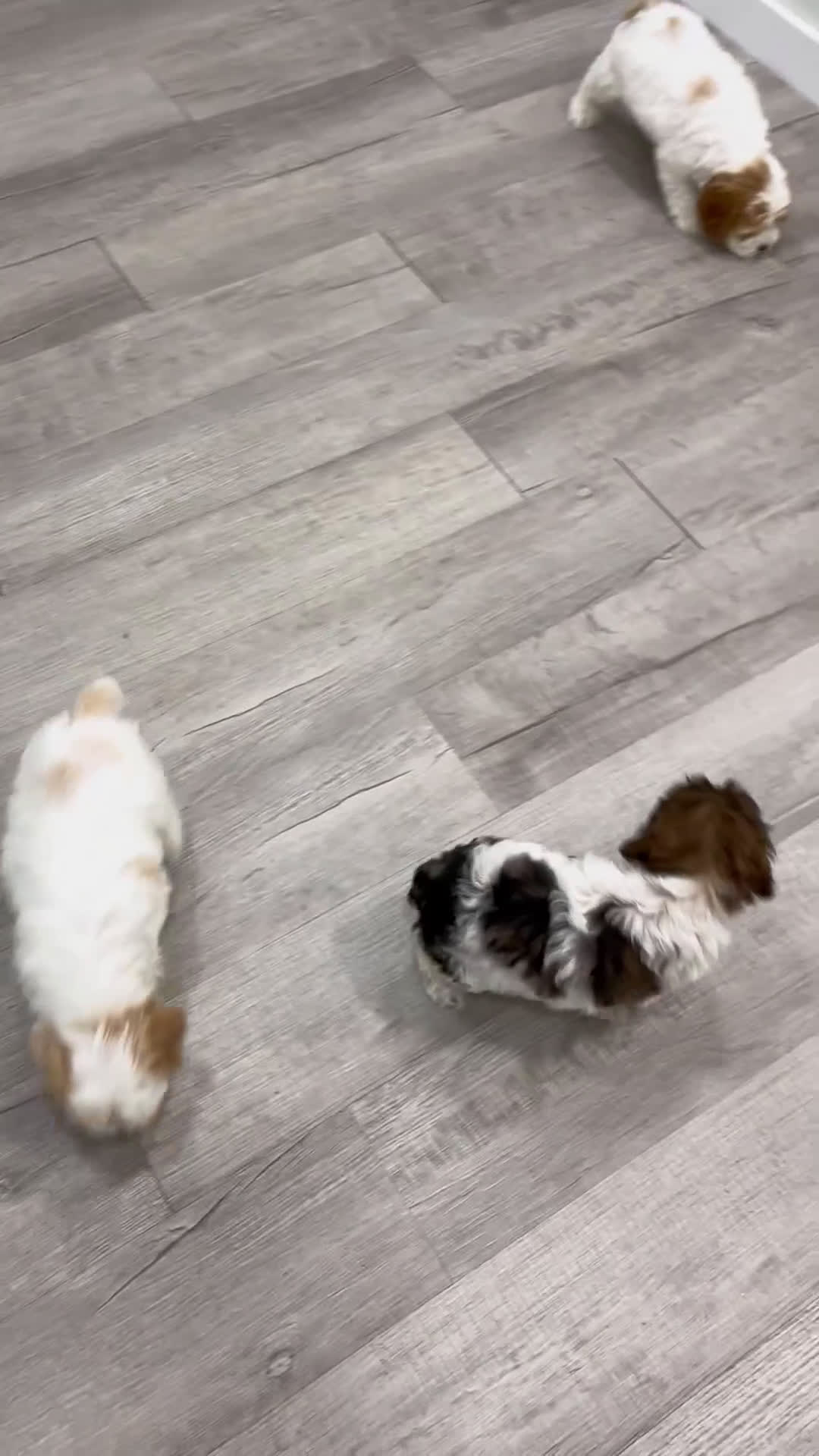 Cockapoo dogs for sale: Elska - Video 2