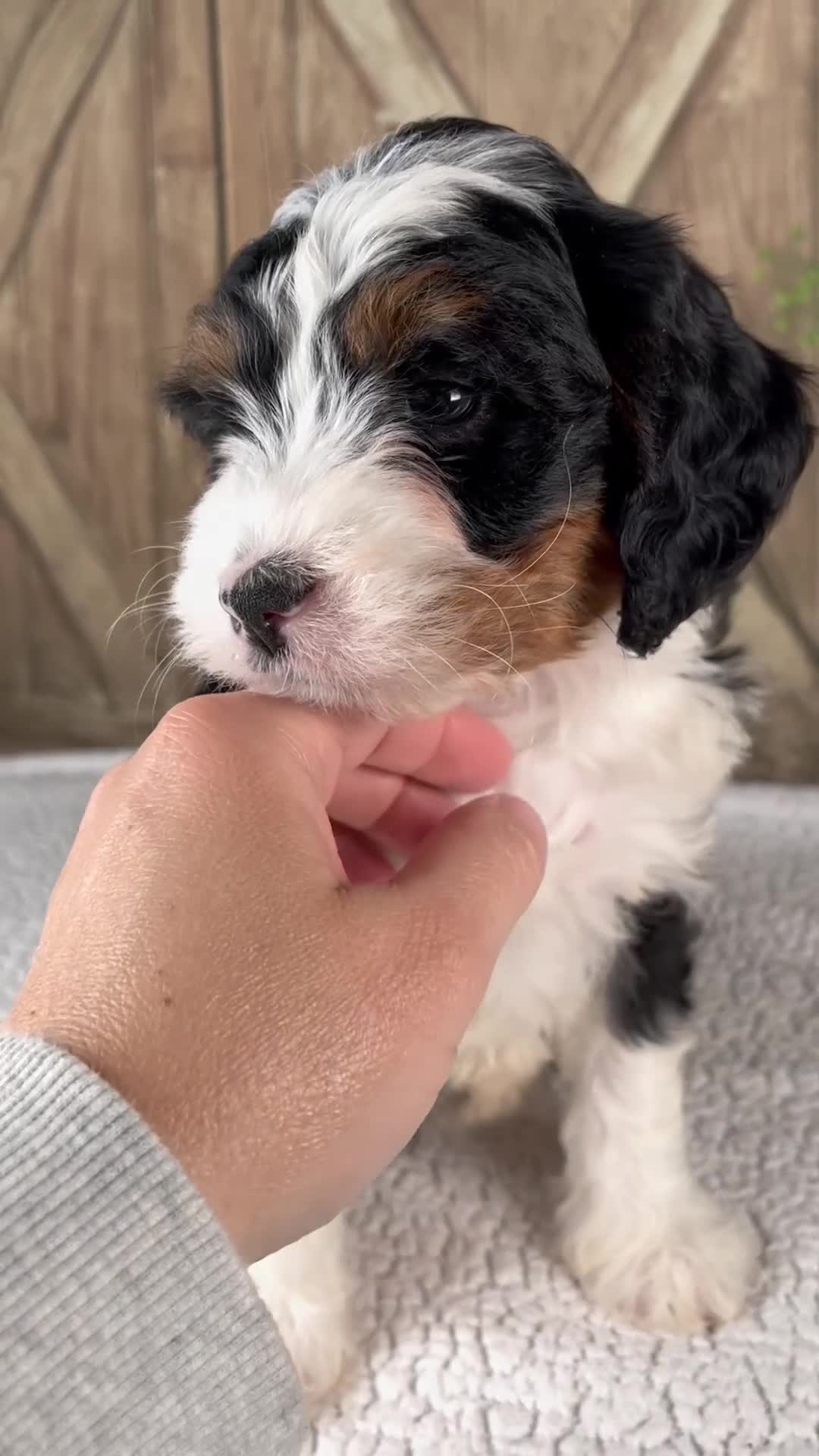 Mini Bernedoodle dogs for sale: Treva - Video 1