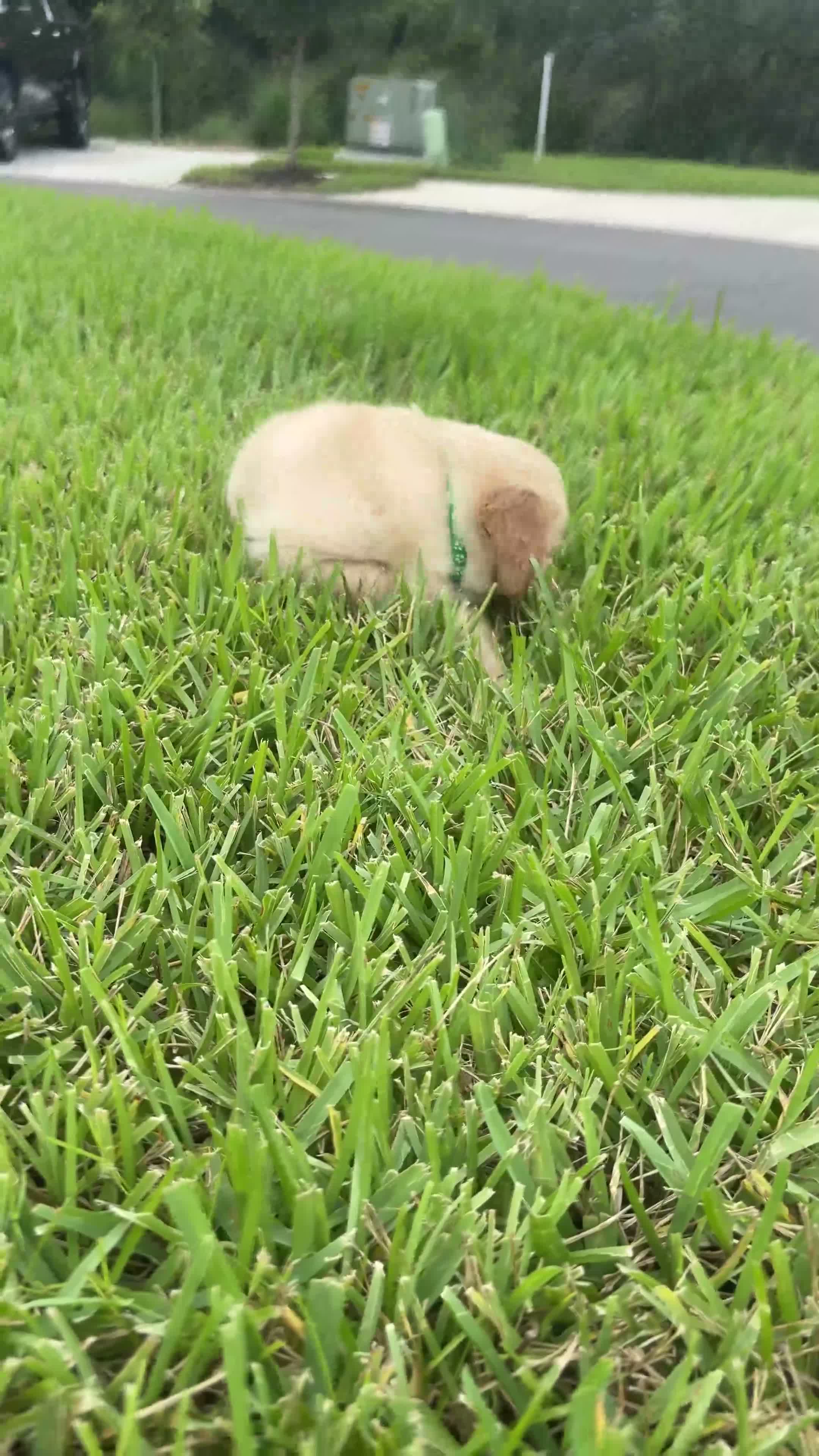 Golden Retriever dogs for sale: Mr Green - Video 1