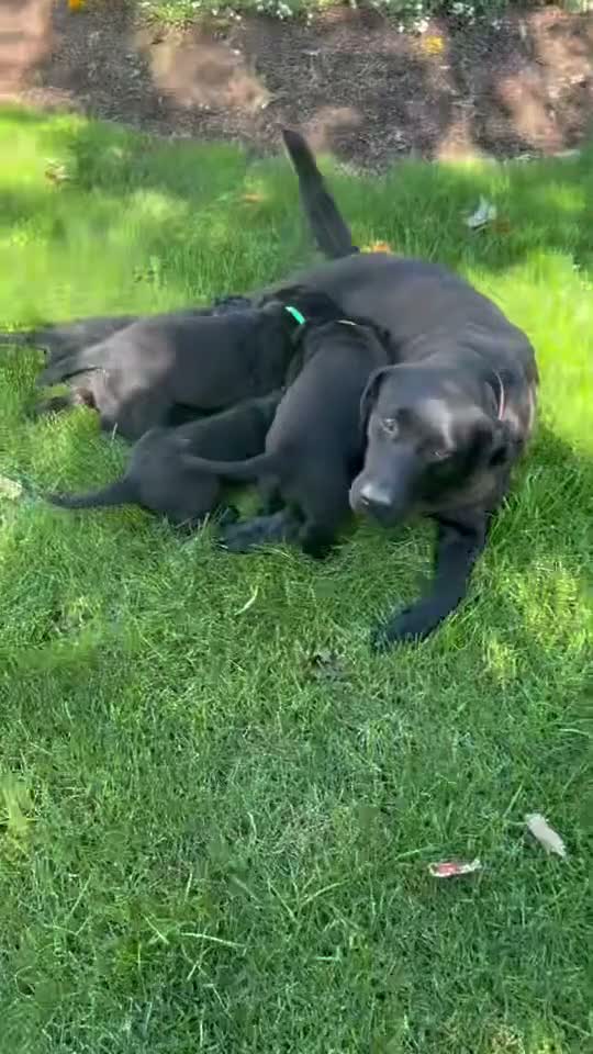 Labrador Retriever dogs for sale: Chelsea - Video 1