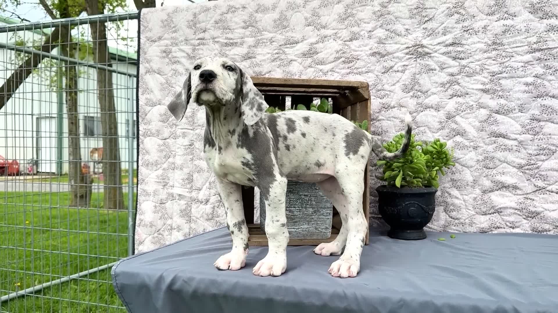 Great Dane dogs for sale: Kara - Video 1