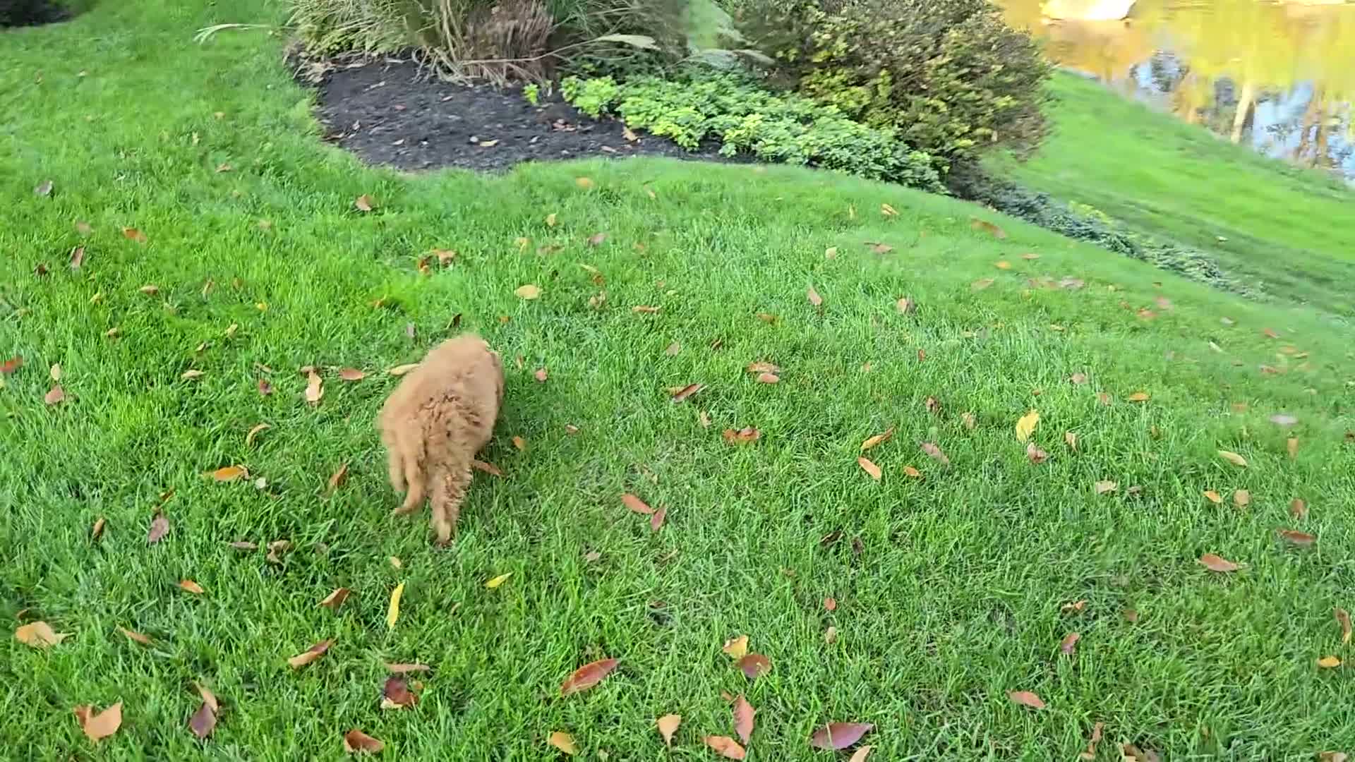 Cavapoo dogs for sale: Kyle - Video 1