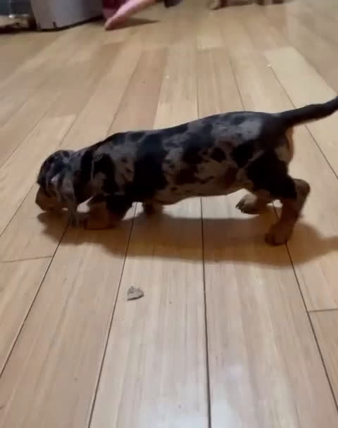 Miniature Dachshund dogs for sale:  Puppy 5 - Video 1