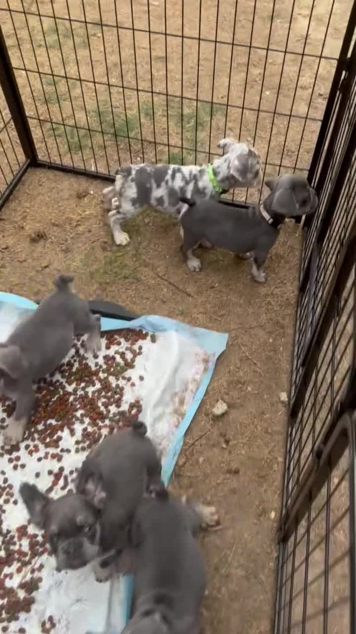 French Bulldog dogs for sale: French Bulldog 5 - Video 1