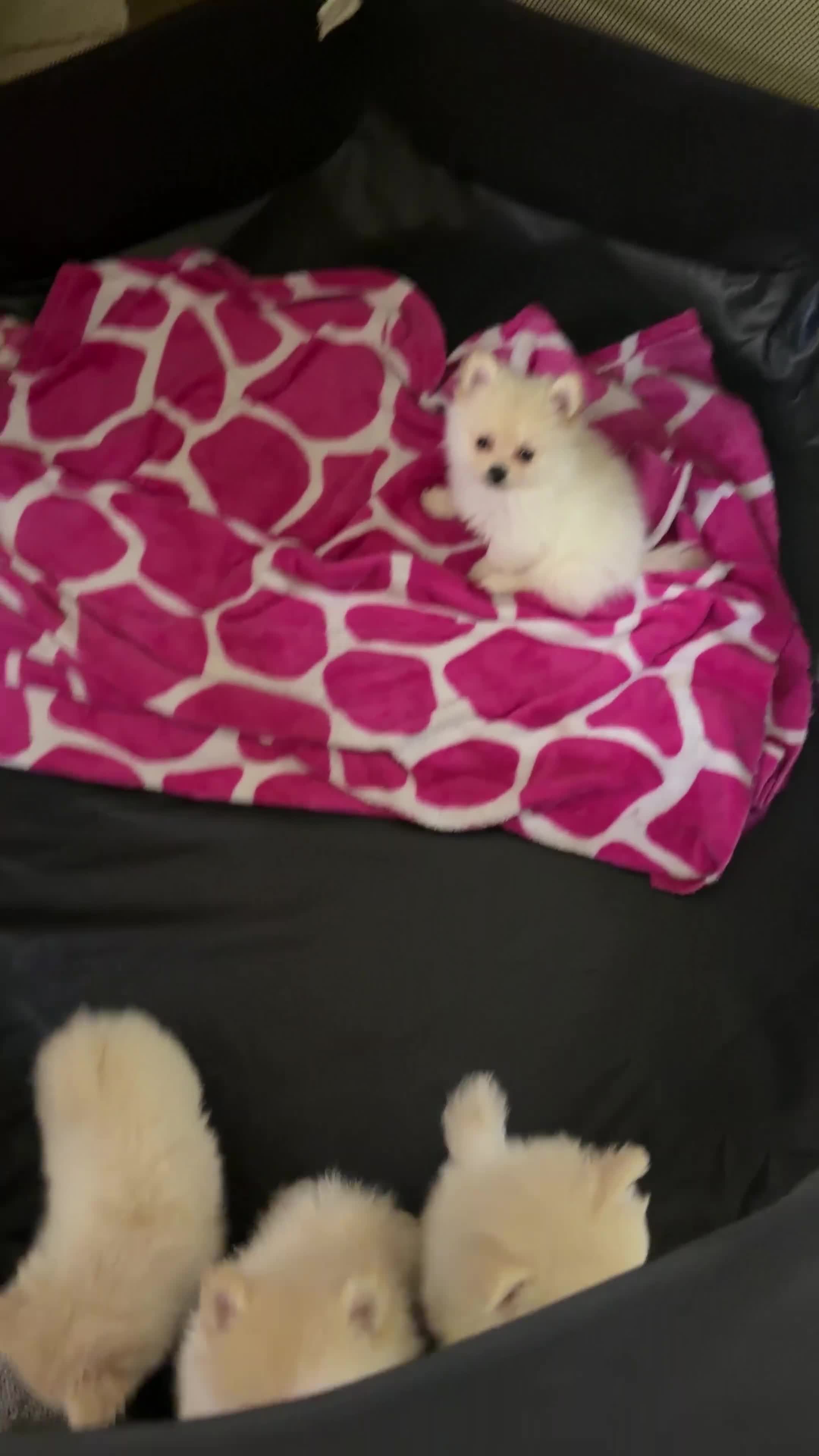 Pomeranian dogs for sale: Blanquita - Video 1