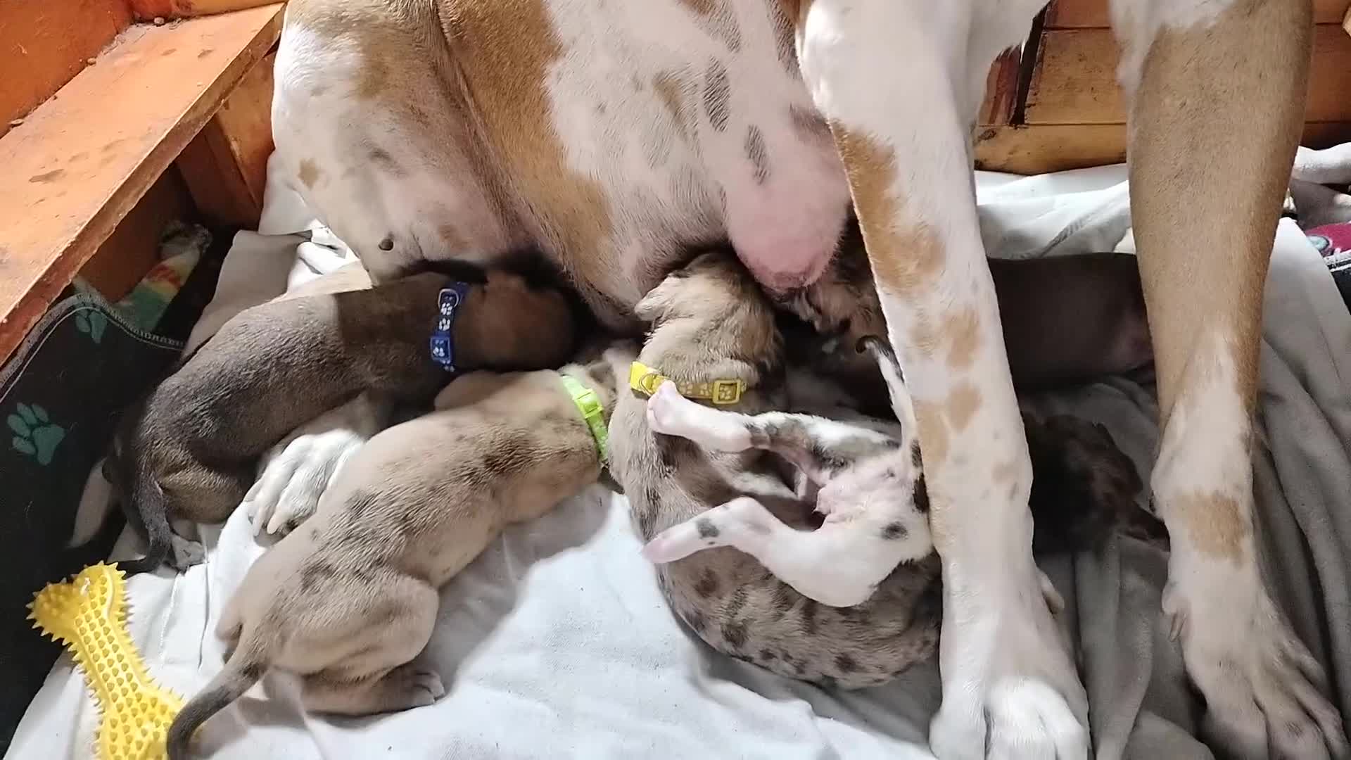 Great Dane dogs for sale: Great Dane  - Black Collar - Fawnequin - Video 2
