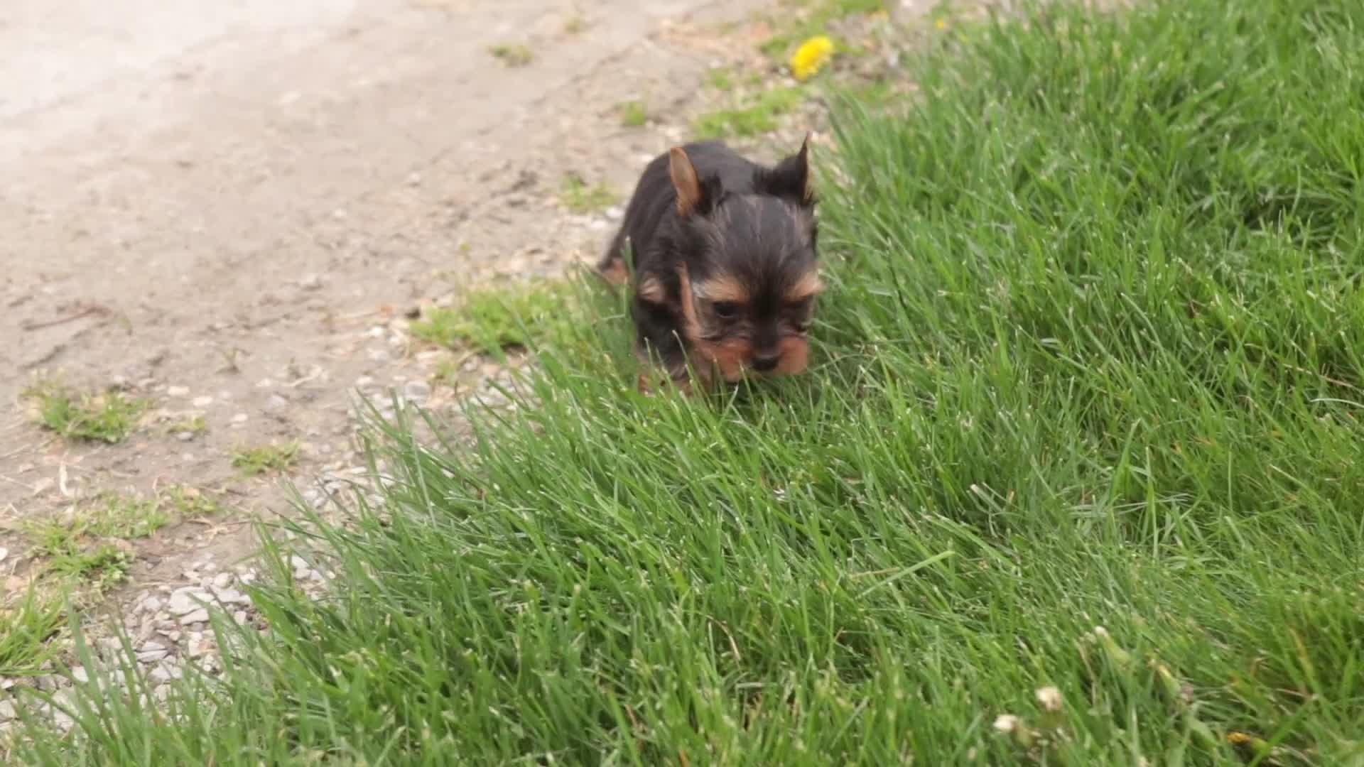 Yorkshire Terrier dogs for sale: Buckskin - Video 1