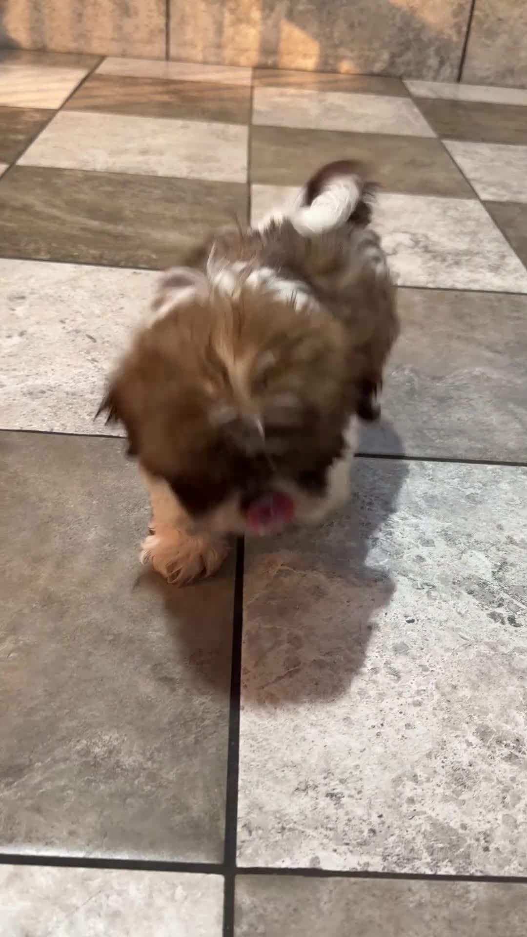 Shih Tzu dogs for sale: Luna - Video 1