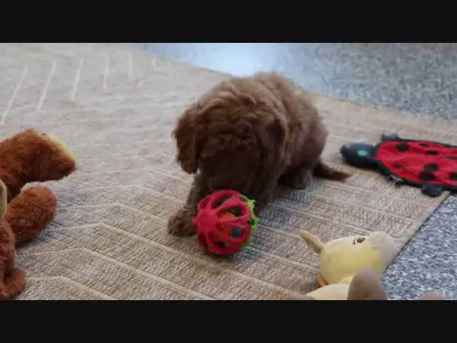 Mini Goldendoodle dogs for sale: Trooper - Video 5