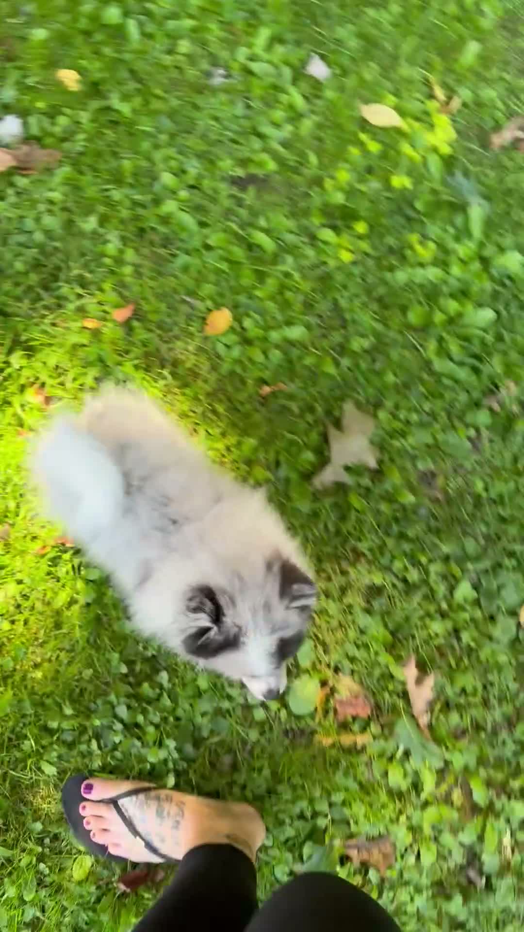Pomeranian dogs for sale: Gizmo - Video 1