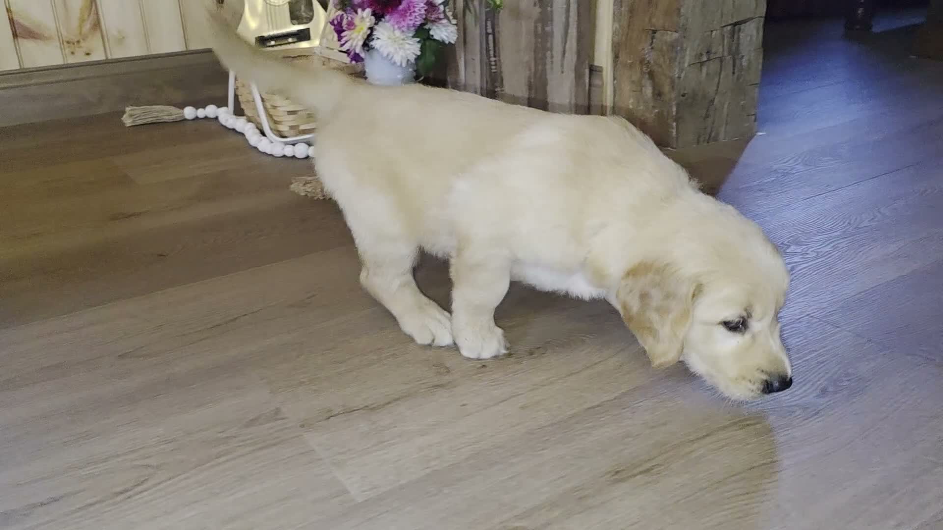Golden Retriever dogs for sale:  Teddy - Video 1