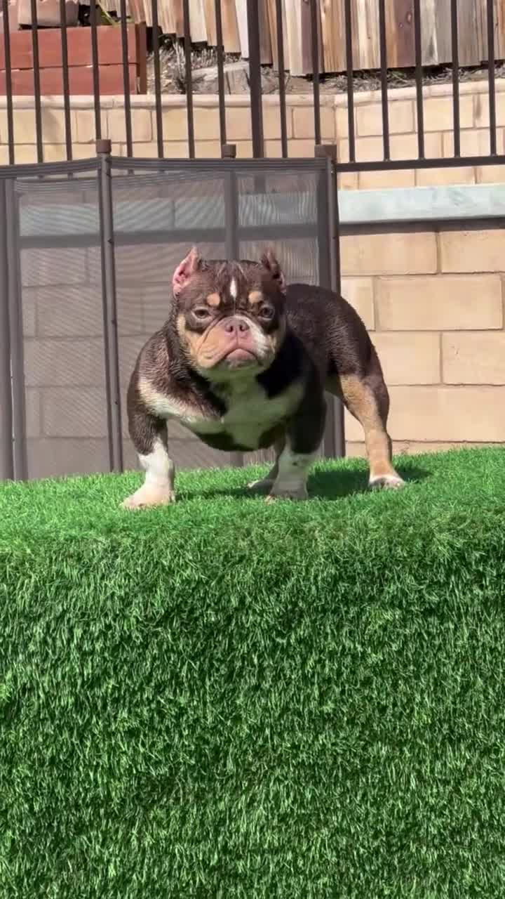 American Bully dogs for sale: Cookie - Video 1