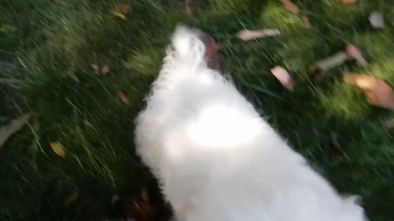 Cockapoo dogs for sale: Angel - Video 1