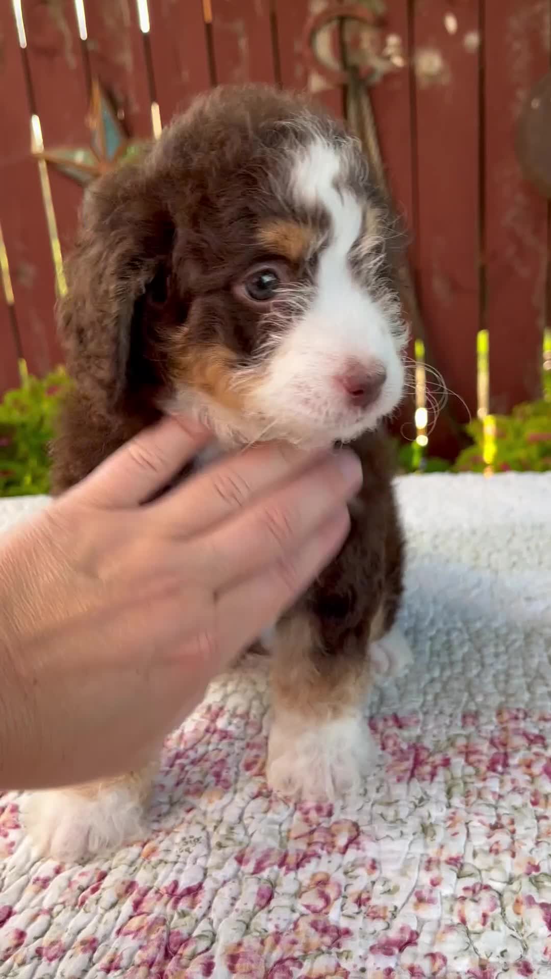 Mini Bernedoodle dogs for sale: Nicole - Video 1