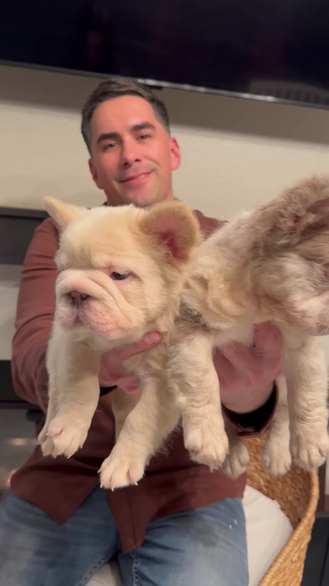 French Bulldog dogs for sale: Chanel - Video 3