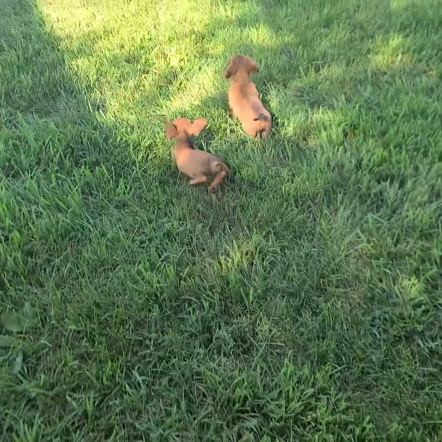 Miniature Dachshund dogs for sale: Jake - Video 2