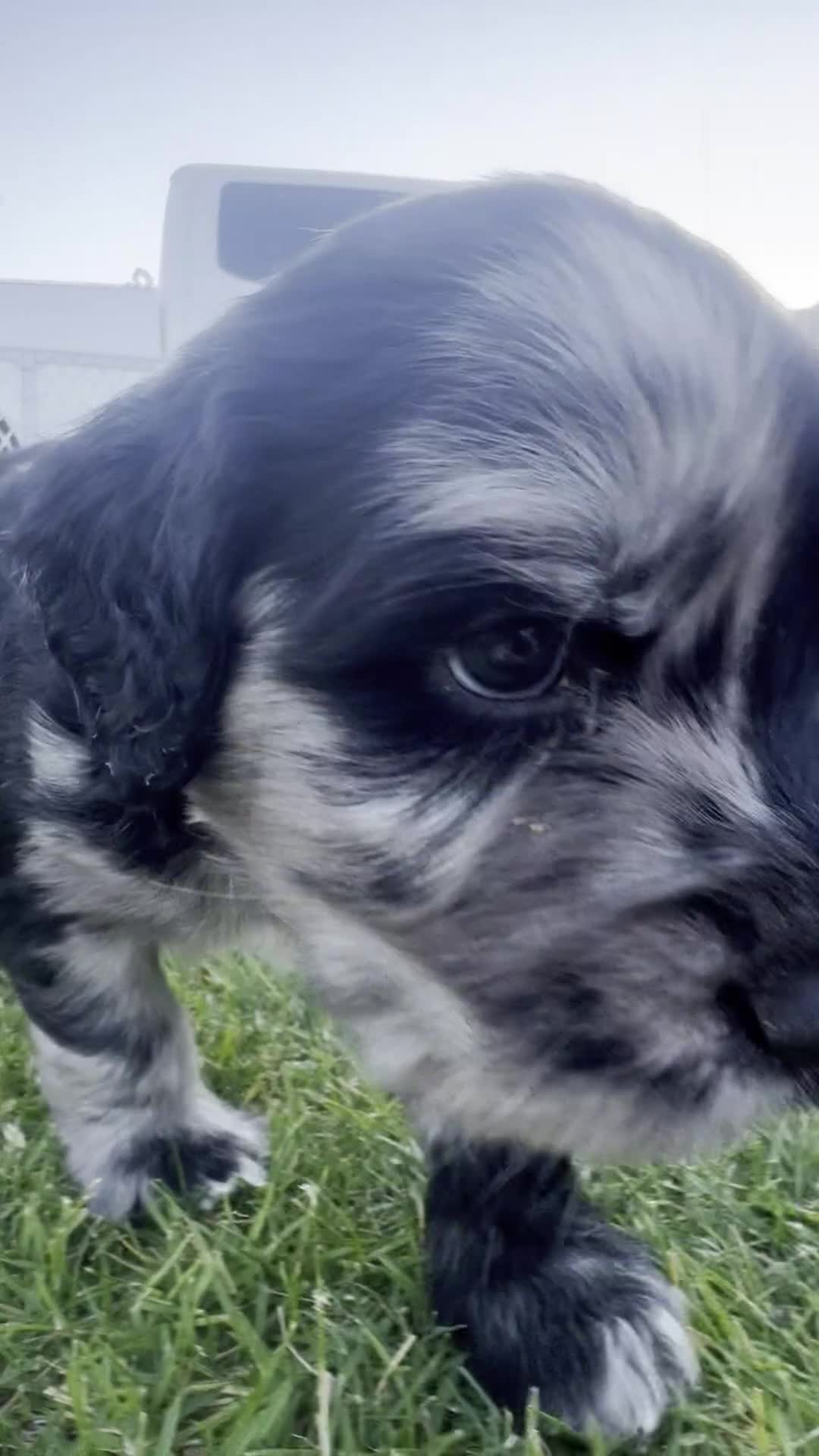Goldendoodle dogs for sale: Jet - Video 2